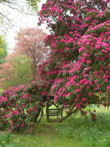 OLYMPUS DIGITAL CAMERA henry moore exhibition, hatfield house gardens
