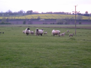 black and white villages of the uk, weobley in herefordshire