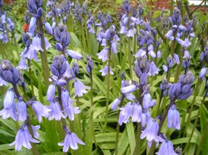 Hyacinthoides non-scripta (formerly Endymion non-scriptus or Scilla non-scripta) is a bulbous perennial plant, found in Atlantic areas from north-western Spain to the British Isles