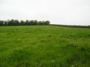 a grassy field