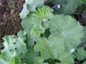 weobley, herefordshire, black and white villages of the uk, historical villages of the uk