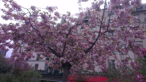 IMAG3174 - 2016.04.24 Paris for lunch