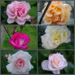 12-2016-06-04-roses