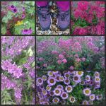 2016-06-17-bexhill-on-sea