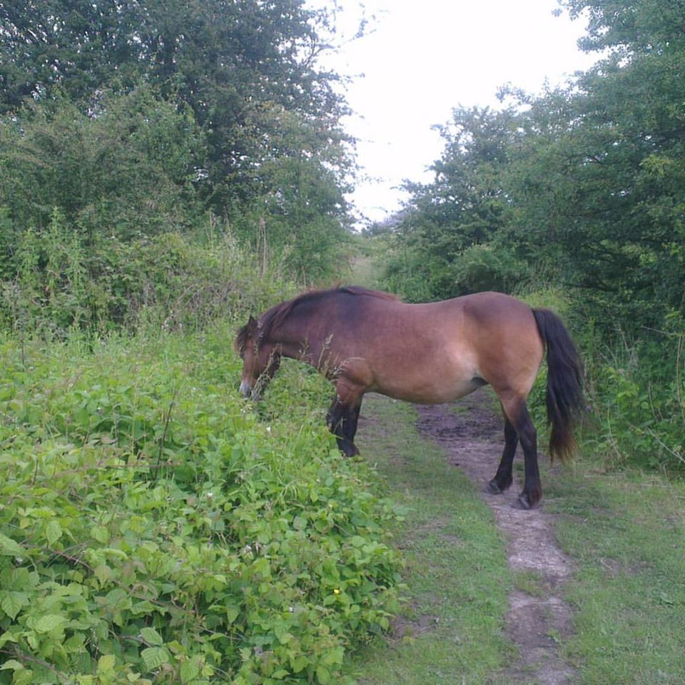 my camino; the journey so far