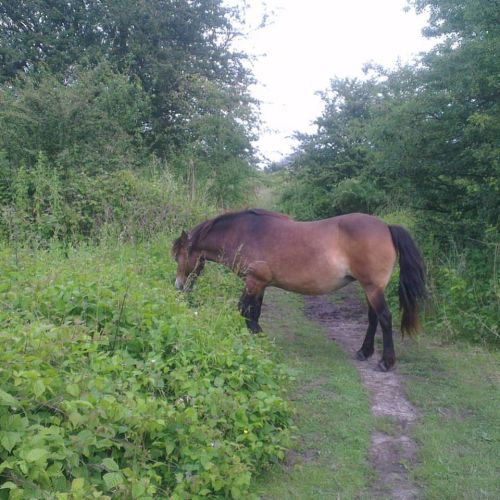 my camino; the journey so far