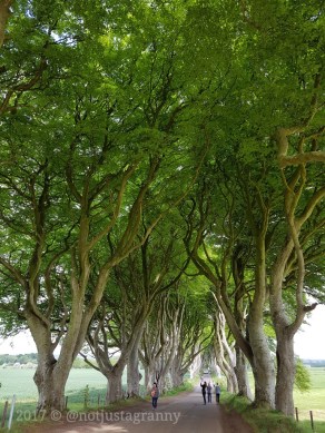 the dark hedges northern ireland