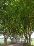 the dark hedges northern&nbsp;ireland