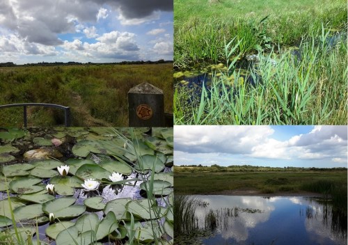 8 way of st augustine