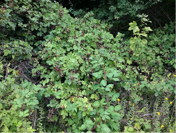 Faversham to Canterbury the finale