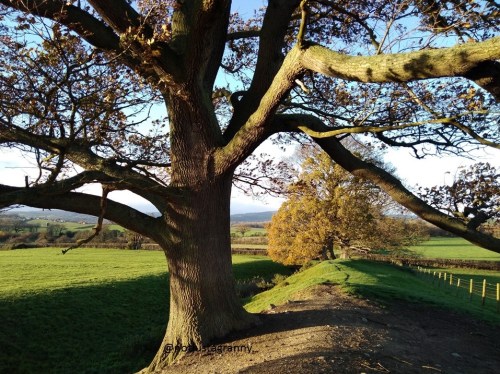 offas dyke, walk 1000 miles, walks in wales, montgomery castle wales, camino 2018 practise walks