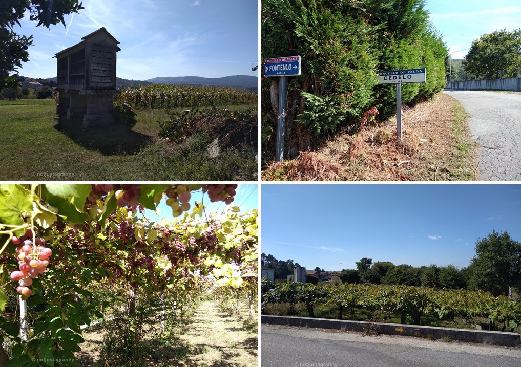 caldas de reis to padron, camino de santiago, porto to santiago, portuguese coastal route, the camino portugues, walk 1000 miles, travel diaries, not just a granny, walking the camino, snapshots of spain,