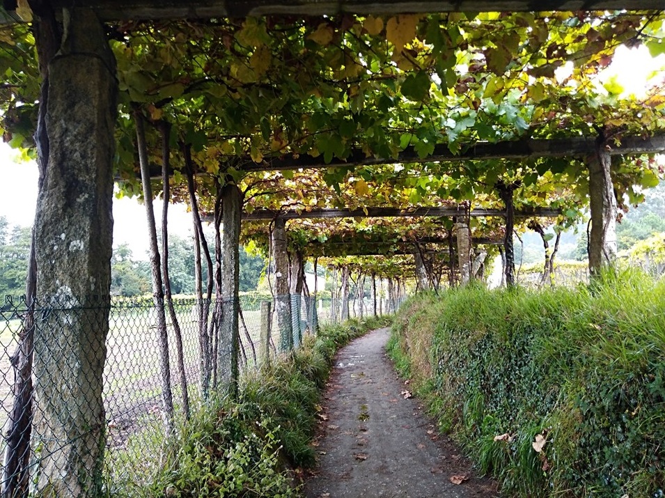 padron to santiago, camino portuguese, porto to santiago, pilgrimage to santiago, the way of st james, walking to santiago, pilgrimage to santiago de compostela, not just a granny, visit spain,