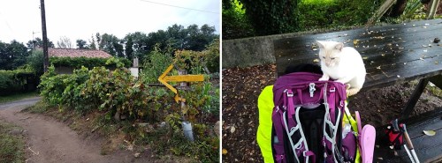 padron to santiago, camino portuguese, porto to santiago, pilgrimage to santiago, the way of st james, walking to santiago, pilgrimage to santiago de compostela, not just a granny, visit spain,