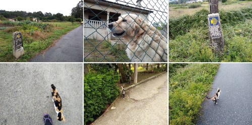 padron to santiago, camino portuguese, porto to santiago, pilgrimage to santiago, the way of st james, walking to santiago, pilgrimage to santiago de compostela, not just a granny, visit spain,