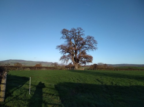 a walk from wales to england, walk 1000 miles, camino practice walks, camino ingles, nordic walking poles, offas dyke, walks in the uk