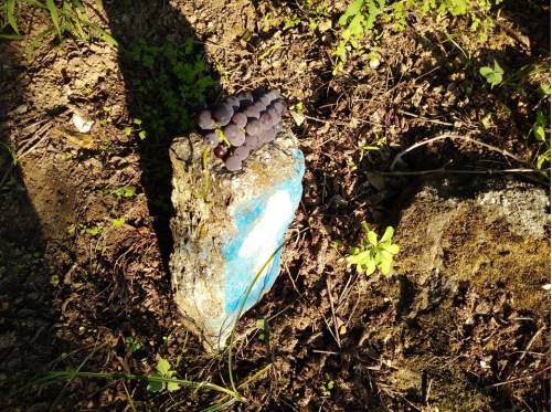 vineyards in spain, grapes in spain, camino de santiago, porto to santiago, portuguese coastal route, portuguese central way, tui to santiago, pilgrimage to santiago, solo women on the camino, camino for women over 60, baby boomers travel, walk 1000 miles