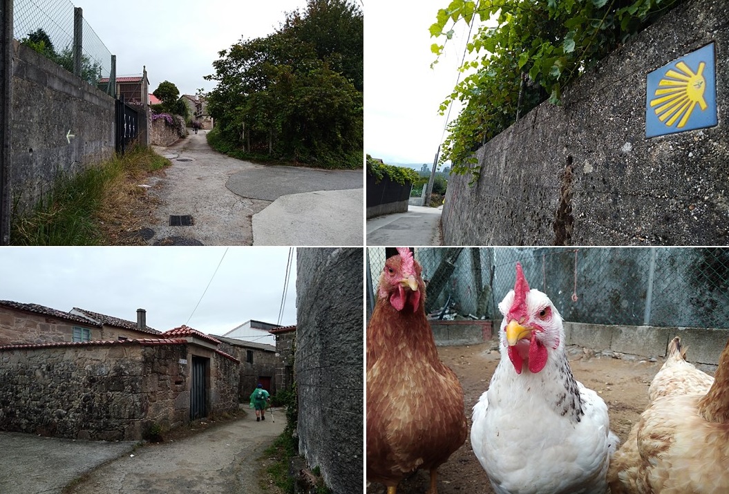 padron to santiago, camino portuguese, porto to santiago, pilgrimage to santiago, the way of st james, walking to santiago, pilgrimage to santiago de compostela, not just a granny, visit spain,