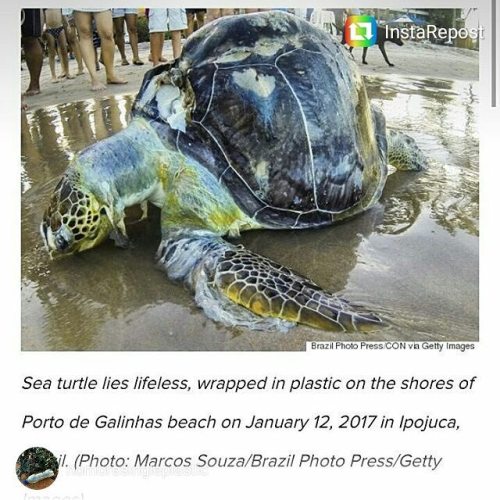 plastic pollution. raising awareness, blue planet 2, plastic pollution, no straw november, raising awareness