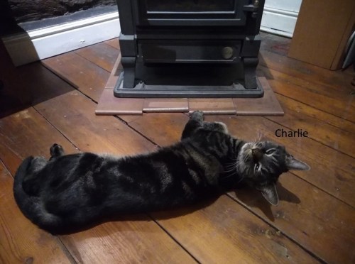 I also get to meet all manner of pets, and now and then I fall in love with a real beauty.