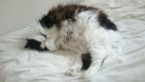 31 days of gratitude, cats, family cats