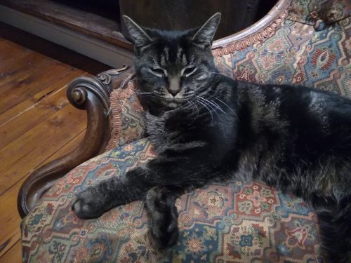 31 days of gratitude, cats, family cats