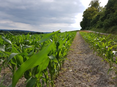 along the pilgrims way north downs