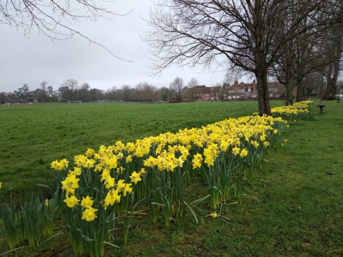 Daffodils in Limpsfield 