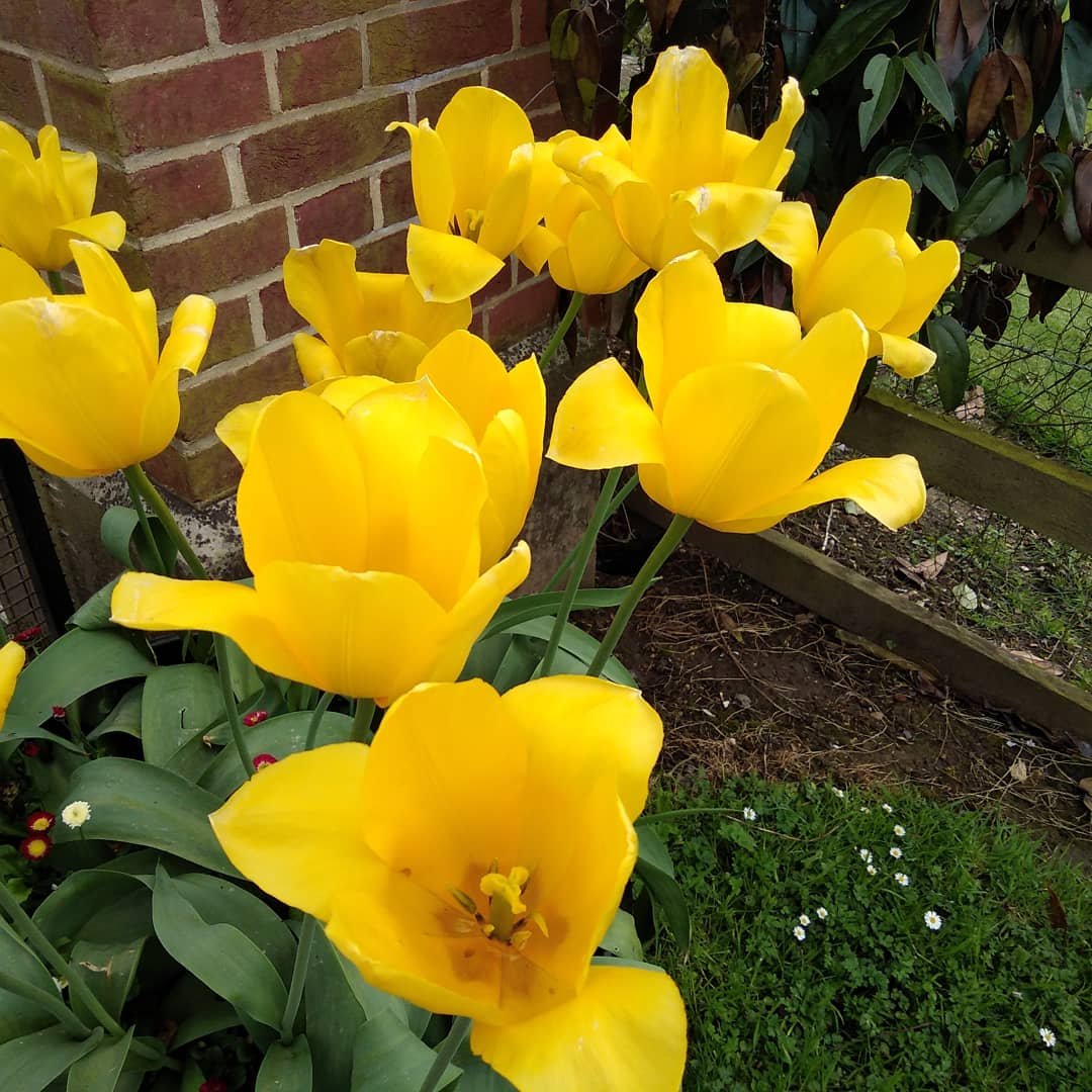Tulips at Titsey Place 
