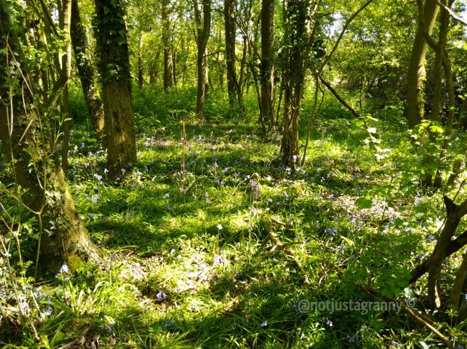bluebells, the pilgrims way north downs, follow the pilgrims way, pilgrims way winchester to canterbury