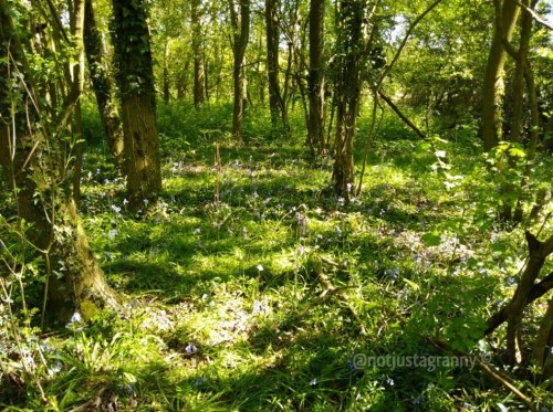 bluebells, the pilgrims way north downs, follow the pilgrims way, pilgrims way winchester to canterbury