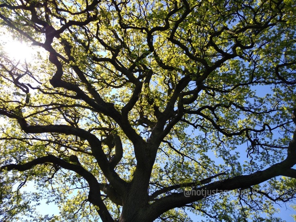the pilgrims way north downs, follow the pilgrims way, pilgrims way winchester to canterbury