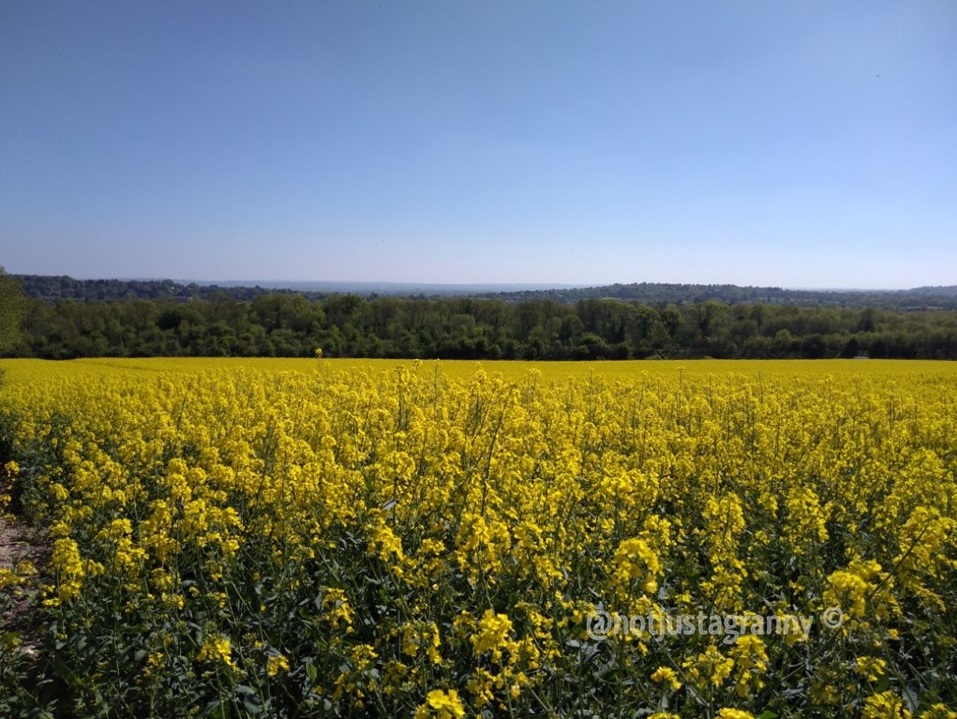 rapeseed fields, the pilgrims way north downs, follow the pilgrims way, pilgrims way winchester to canterbury