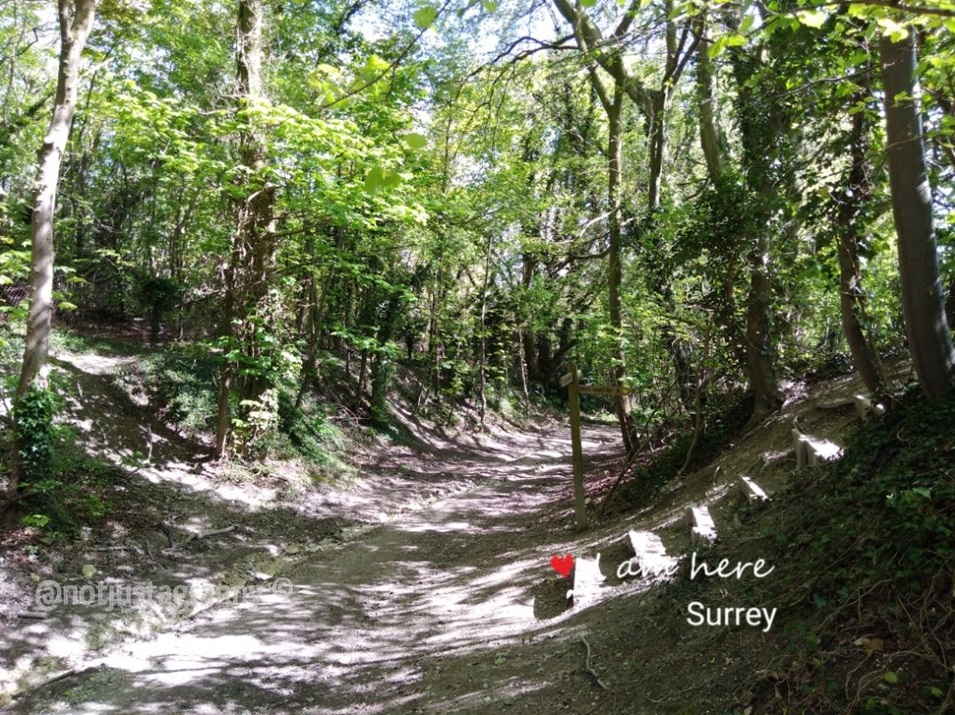 the pilgrims way north downs, follow the pilgrims way, pilgrims way winchester to canterbury