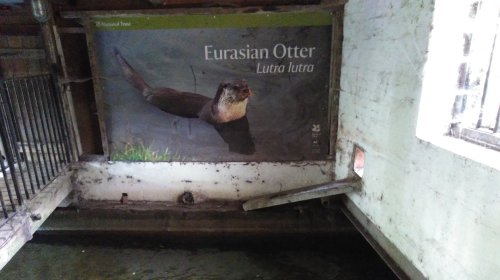 the water mill winchester otters, river itchen