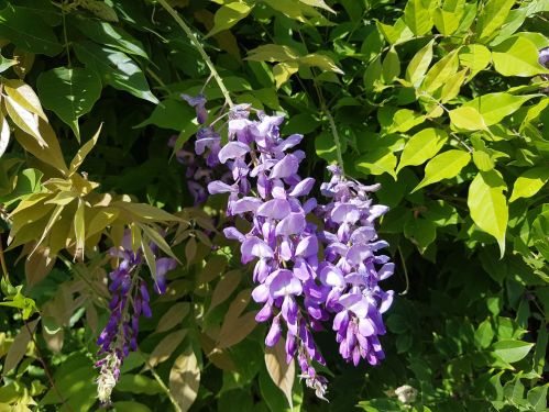 avington park, walking the pilgrims way, winchester to canterbury, walking the pilgrims way, long distance walking, solo walking for women