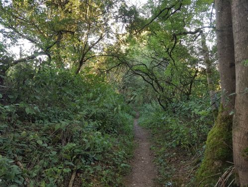 take your pick......The Pilgrim's Way, The Watercress Way, Allan King Way, St Swithun's way, The Itchen Way, walling the pilgrims way, winchester to canterbury, long distance walks uk, solo walking for women, quintessential england