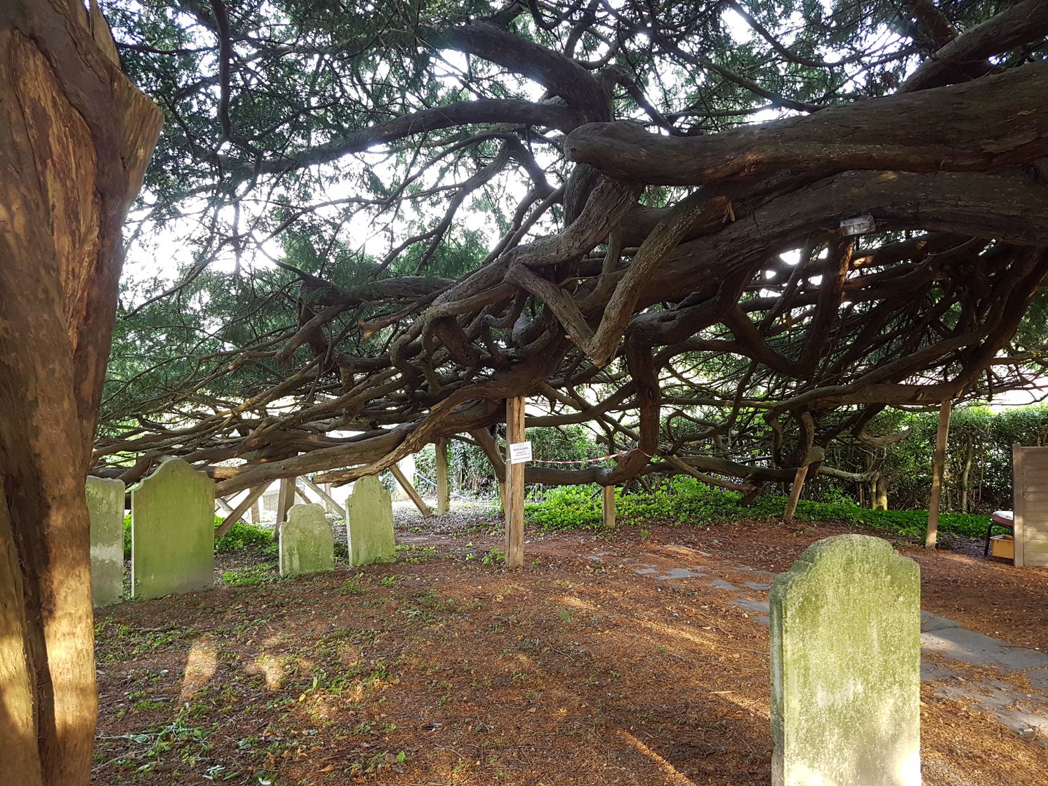 walking the pilgrims way, map my walk, winchester to canterbury along the pilgrims way, long distance walks uk, solo walking for women, domesday book villages, day 3 alton to farnham
