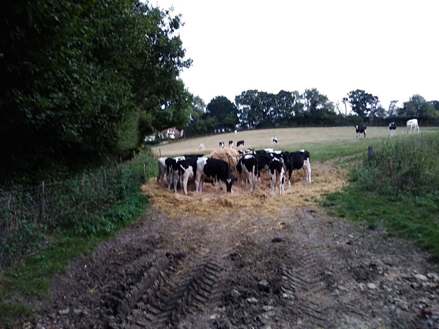 walking the pilgrims way, map my walk, winchester to canterbury along the pilgrims way, long distance walks uk, solo walking for women, domesday book villages, day 3 alton to farnham