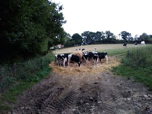 walking the pilgrims way, map my walk, winchester to canterbury along the pilgrims way, long distance walks uk, solo walking for women, domesday book villages, day 3 alton to farnham