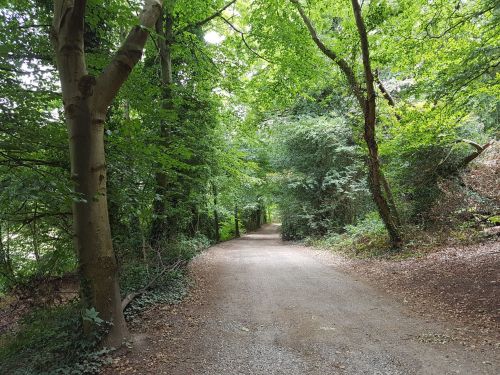 chantry wood, the north downs way, pilgrims way guildford, river wey, walking the pilgrims way, the pilgrims way winchester to canterbury, long distance walks england, women walking solo