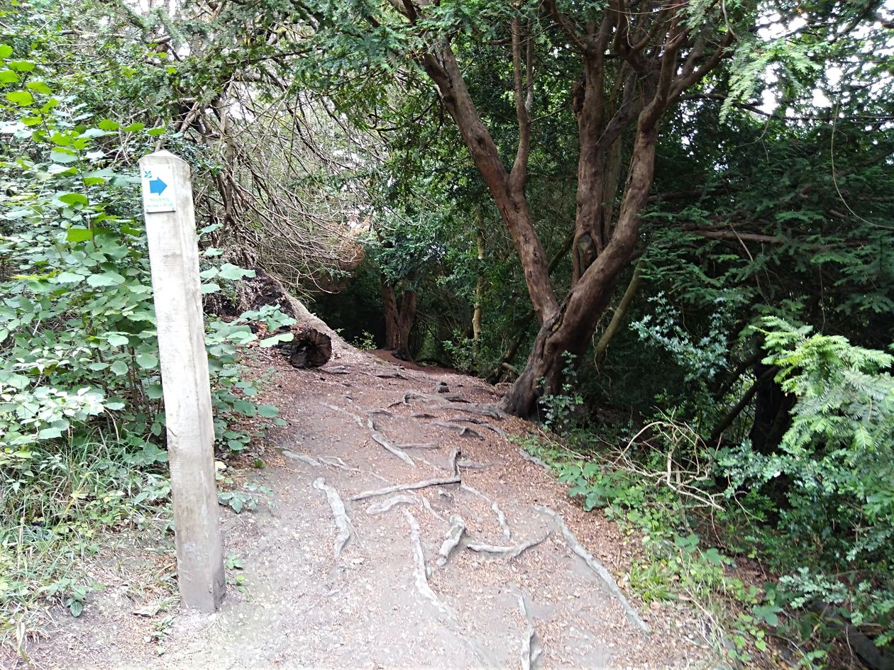 box hill, national trust, walking the pilgrims way, the pilgrims way winchester to canterbury, long distance walks england, women walking solo