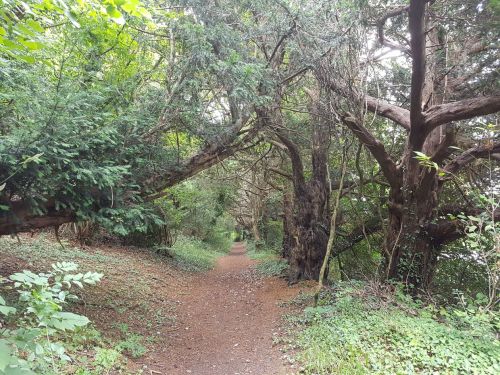 box hill, national trust, walking the pilgrims way, the pilgrims way winchester to canterbury, long distance walks england, women walking solo