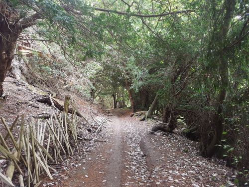 box hill, national trust, walking the pilgrims way, the pilgrims way winchester to canterbury, long distance walks england, women walking solo