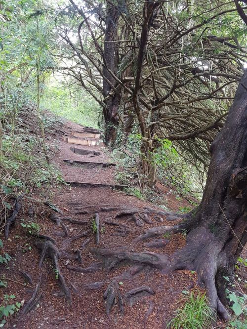 box hill, national trust, walking the pilgrims way, the pilgrims way winchester to canterbury, long distance walks england, women walking solo