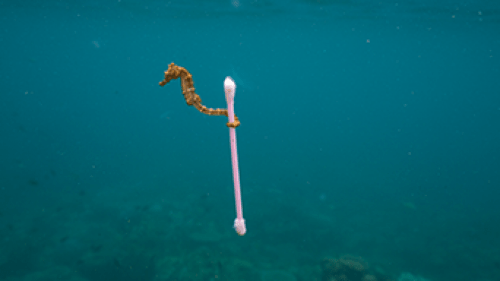 sea horse - Justin Hoffman -ref BBC Earth Our Blue Planet