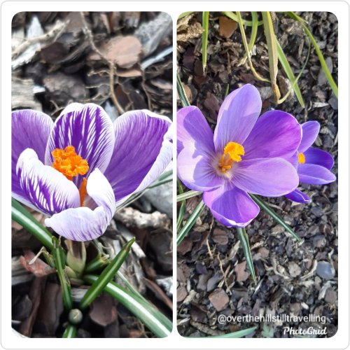 crocuses in spring