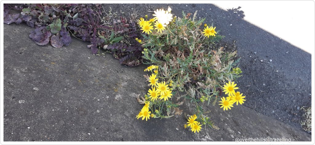 walking the Thames Path